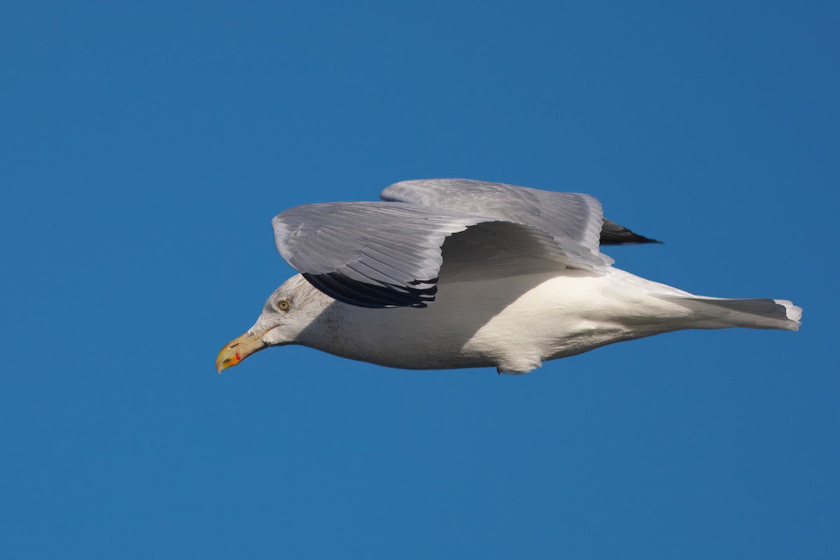 American Herring Gull - ML627432821