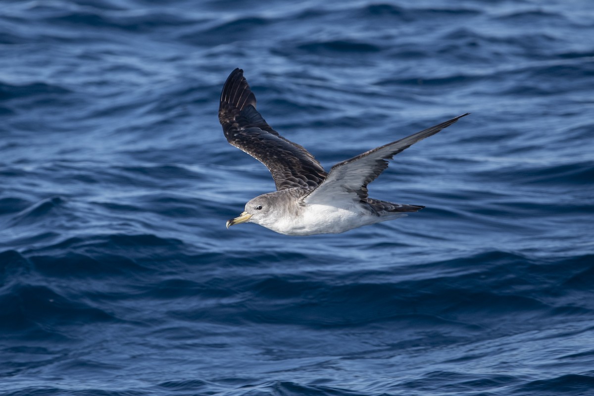 Cory's/Scopoli's Shearwater - ML627433020