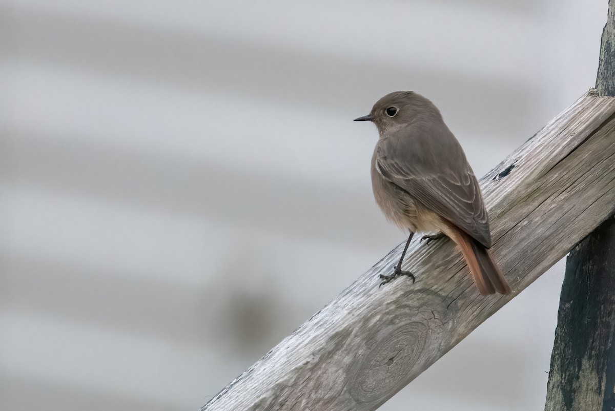 Black Redstart - ML627433275