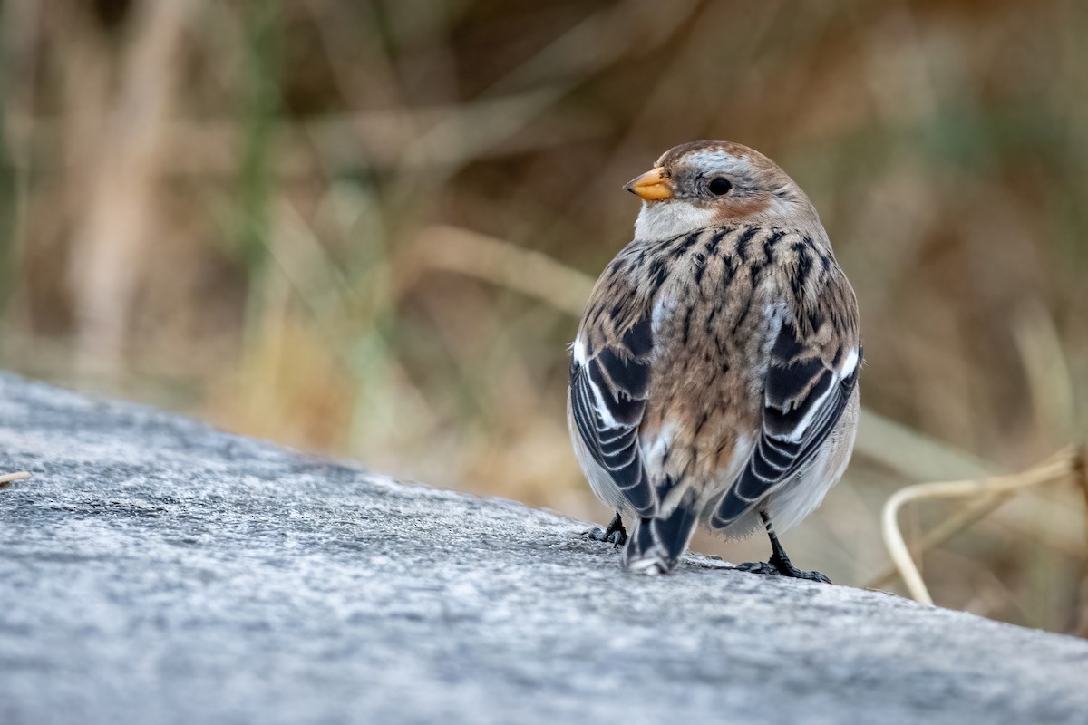 Snow Bunting - ML627433287