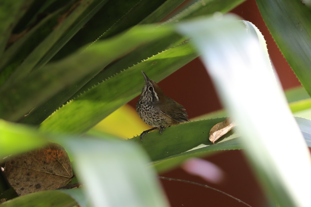 Spot-breasted Wren - ML627433294