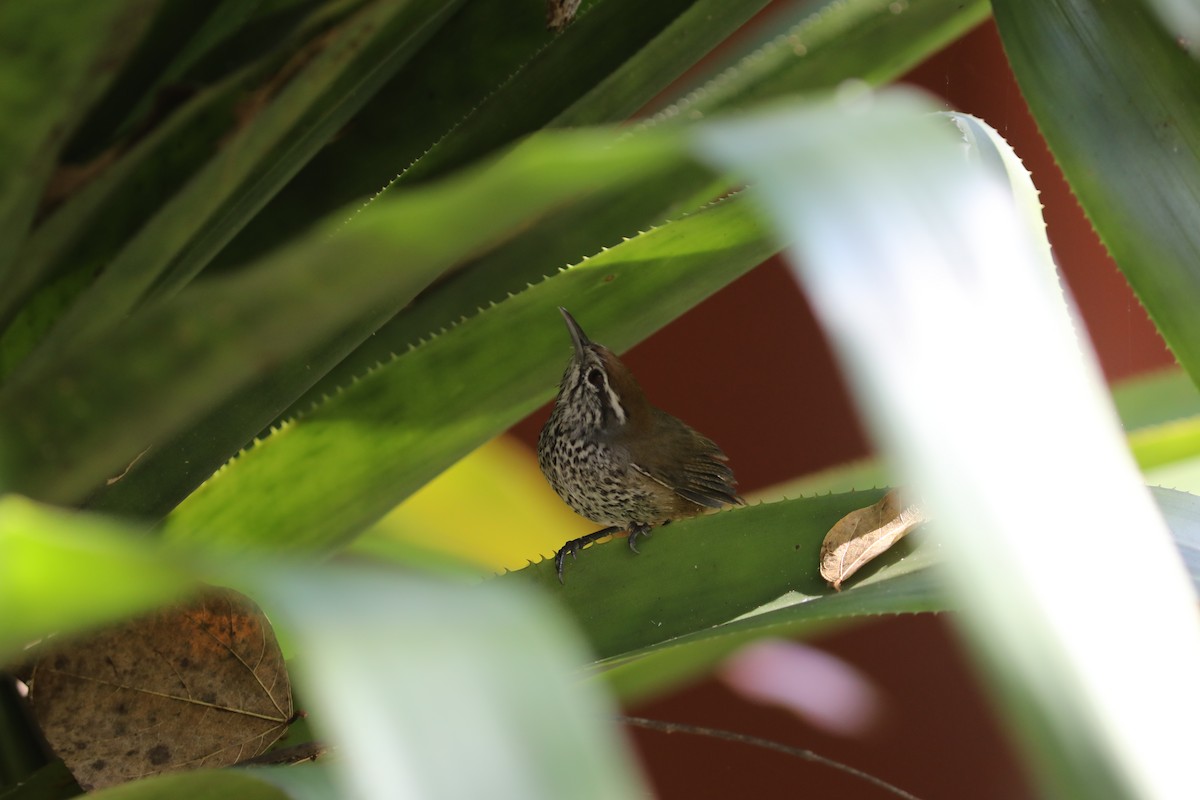 Spot-breasted Wren - ML627433295