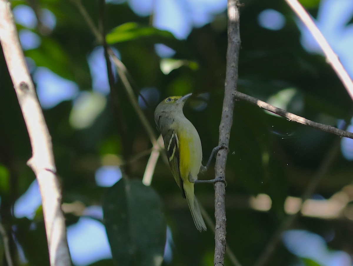 Yellow-throated Vireo - ML627433431