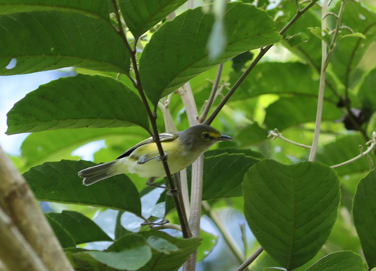 Yellow-throated Vireo - ML627433432