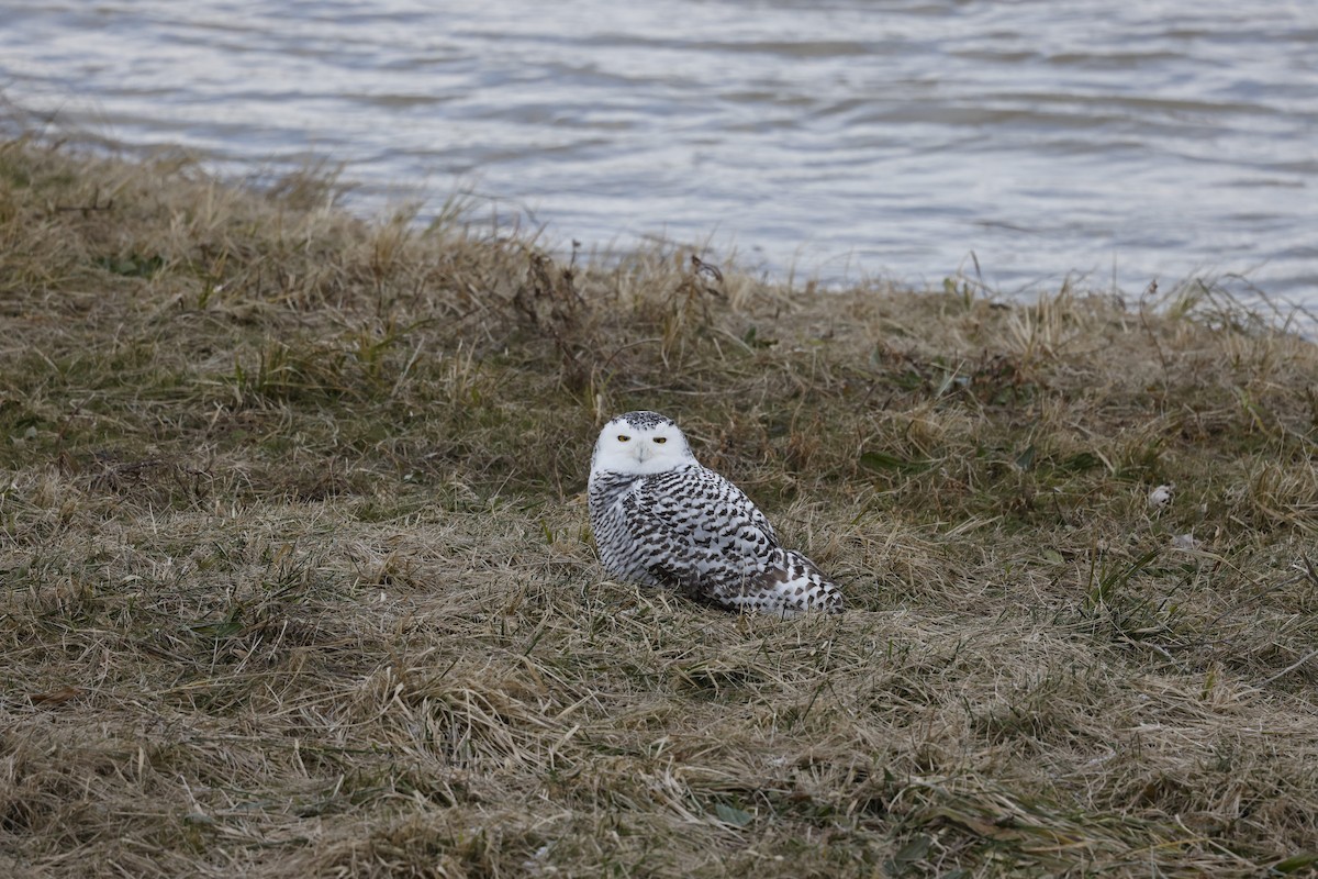 Snowy Owl - ML627433493