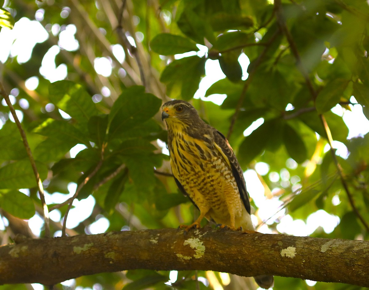 Roadside Hawk - ML627433494