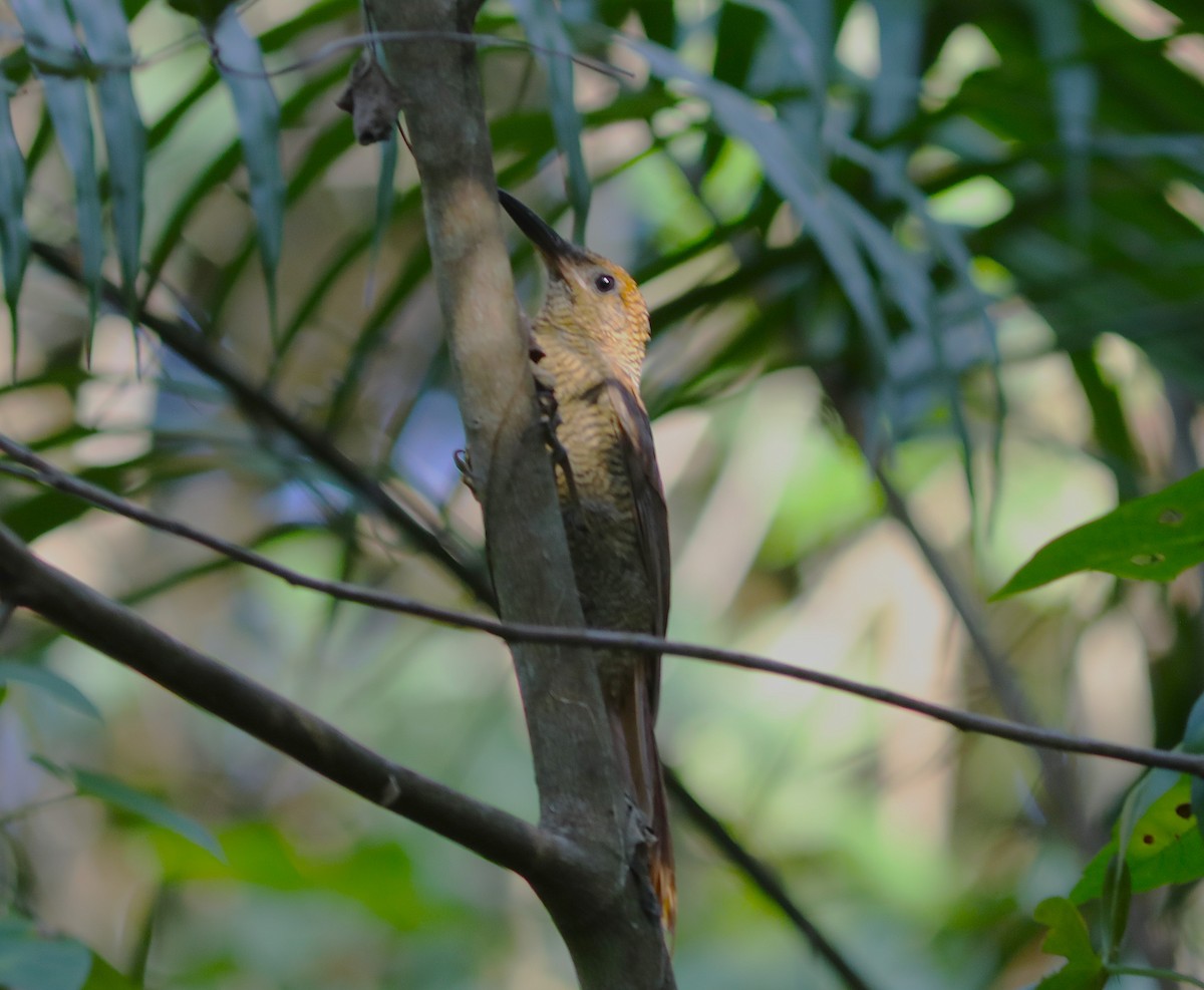 Northern Barred-Woodcreeper - ML627433550