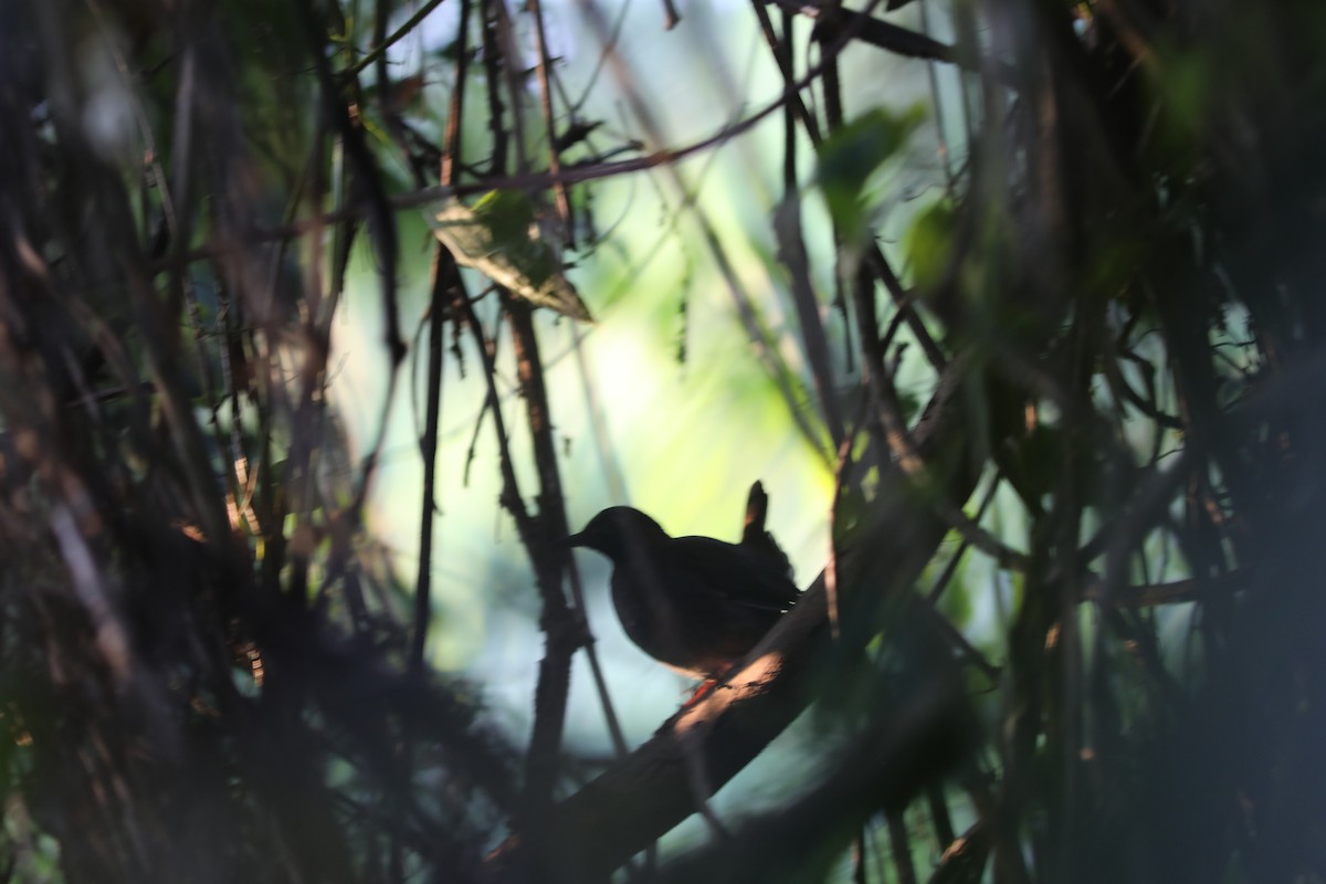 Mayan Antthrush - ML627433555