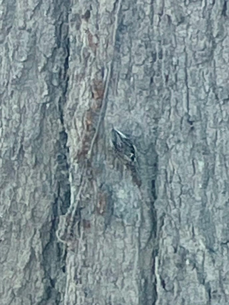 Brown Creeper - ML627433847
