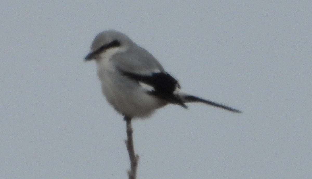 Northern Shrike - ML627433919