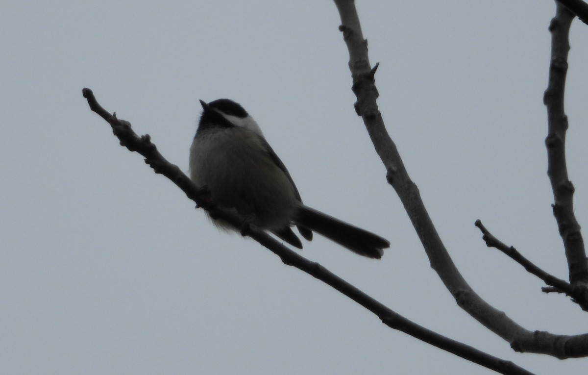 Black-capped Chickadee - ML627433920