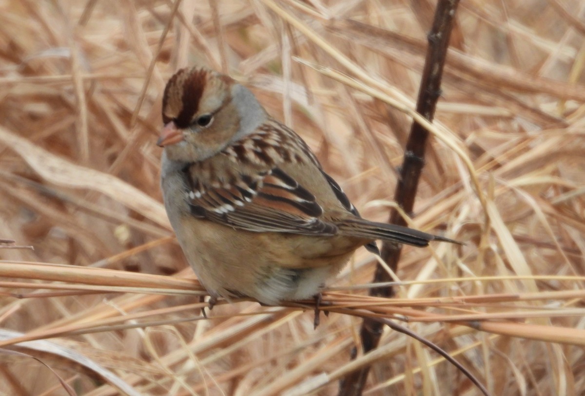 White-crowned Sparrow - ML627433923