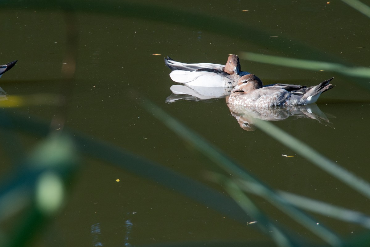 Maned Duck - ML627434048