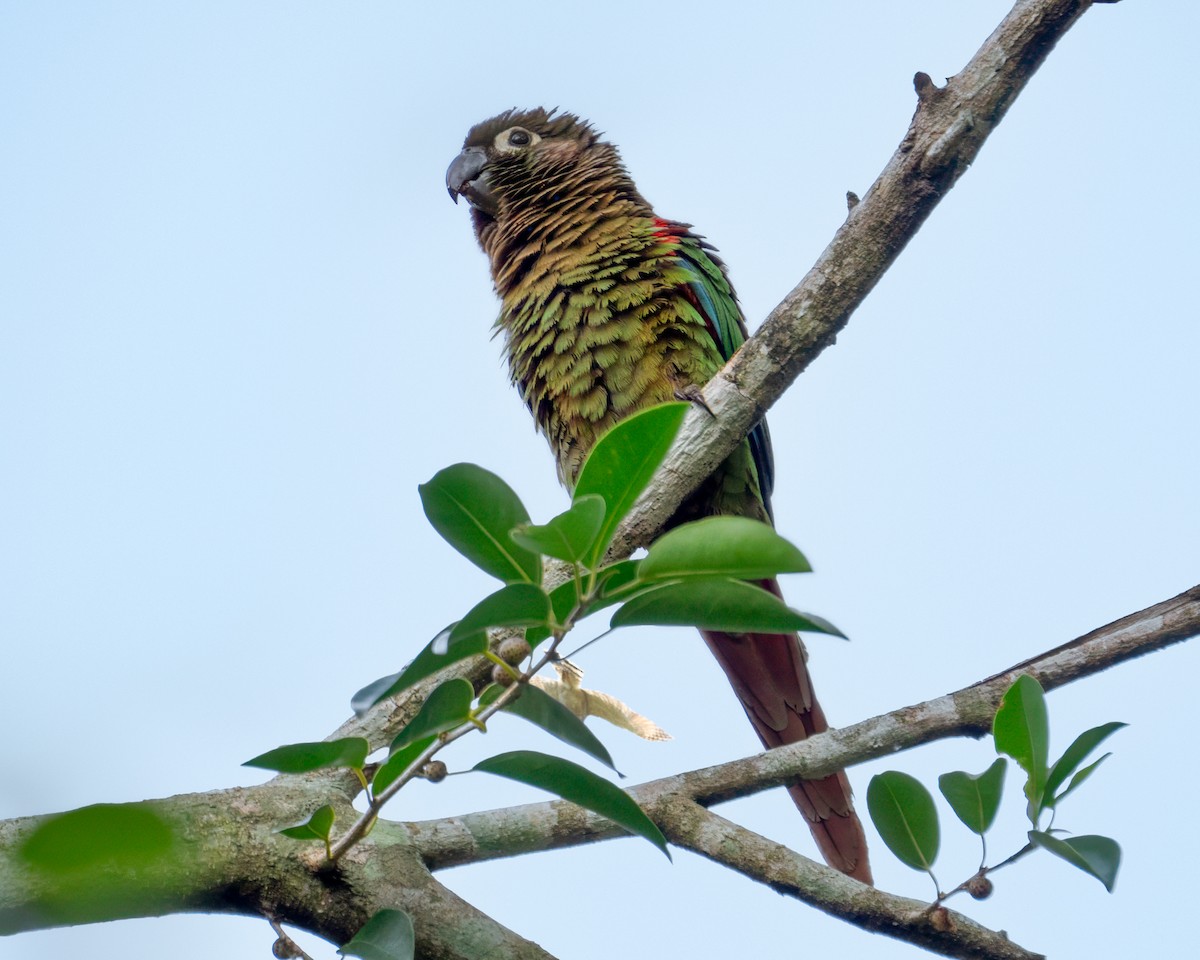 Blaze-winged Parakeet - ML627434156