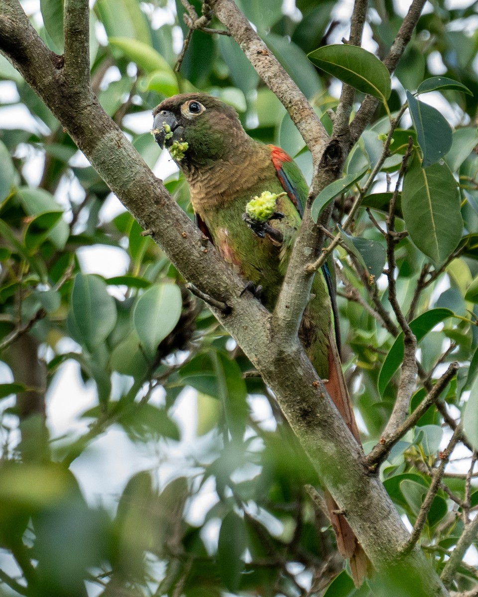 Blaze-winged Parakeet - ML627434157