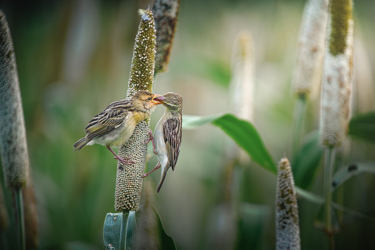 Baya Weaver - ML627434197