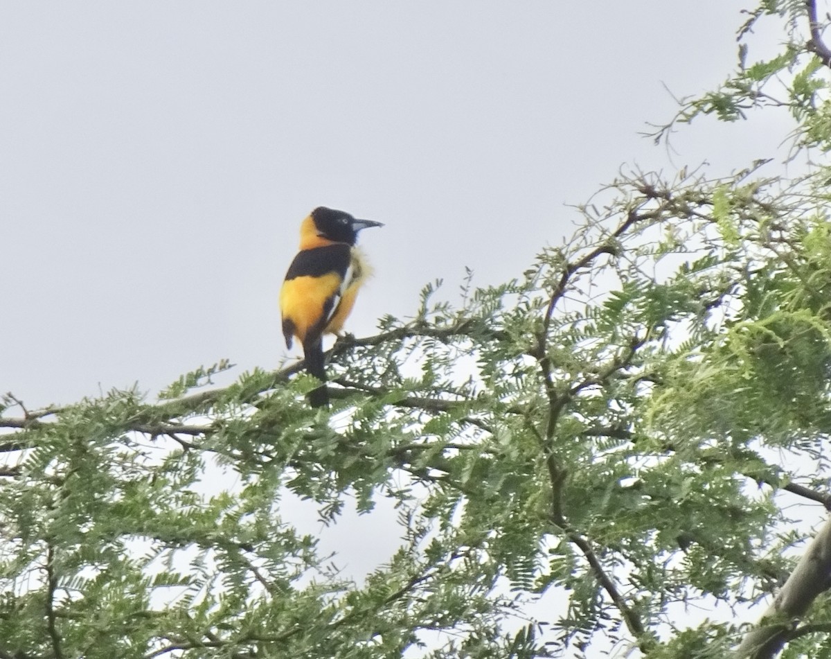 Venezuelan Troupial - ML627434774