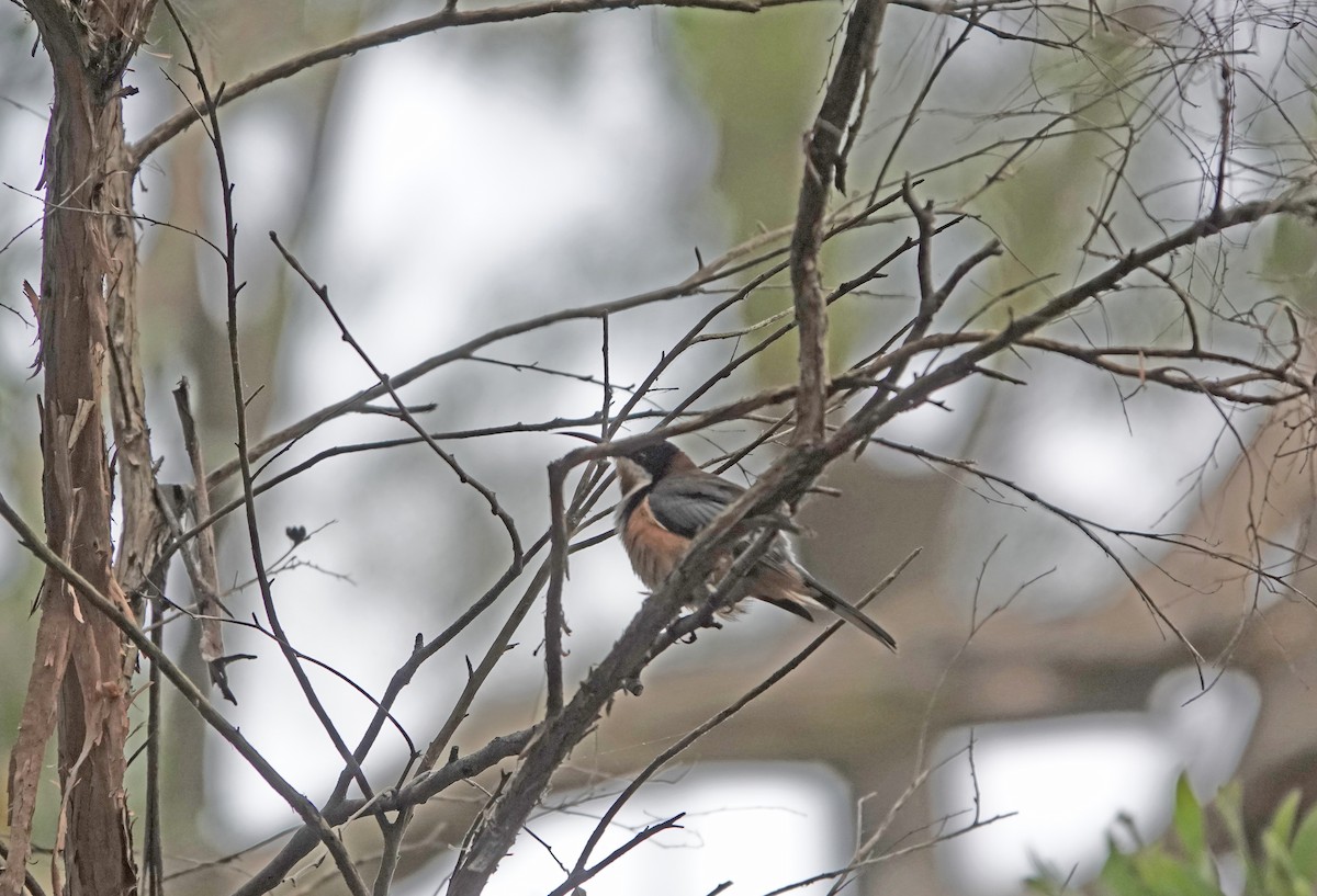 Eastern Spinebill - ML627434905