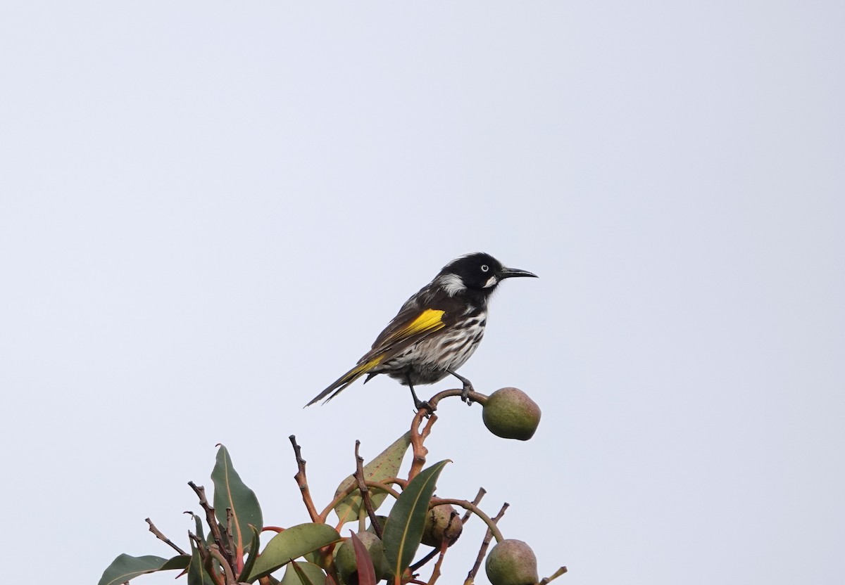 New Holland Honeyeater - ML627434949