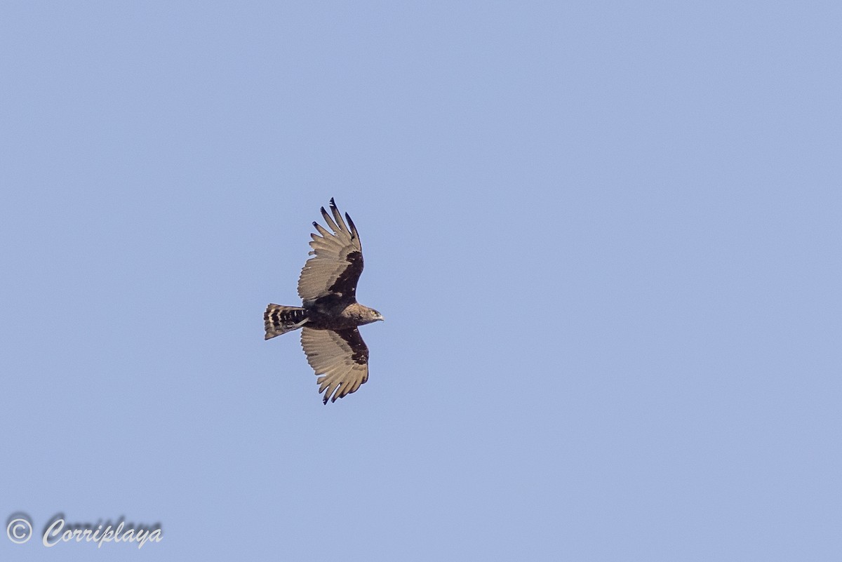 Brown Snake-Eagle - ML627434973