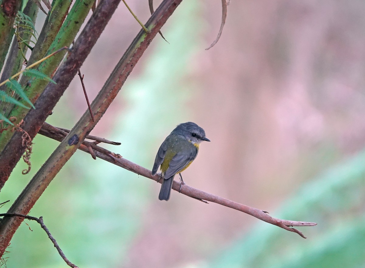 Eastern Yellow Robin - ML627434977