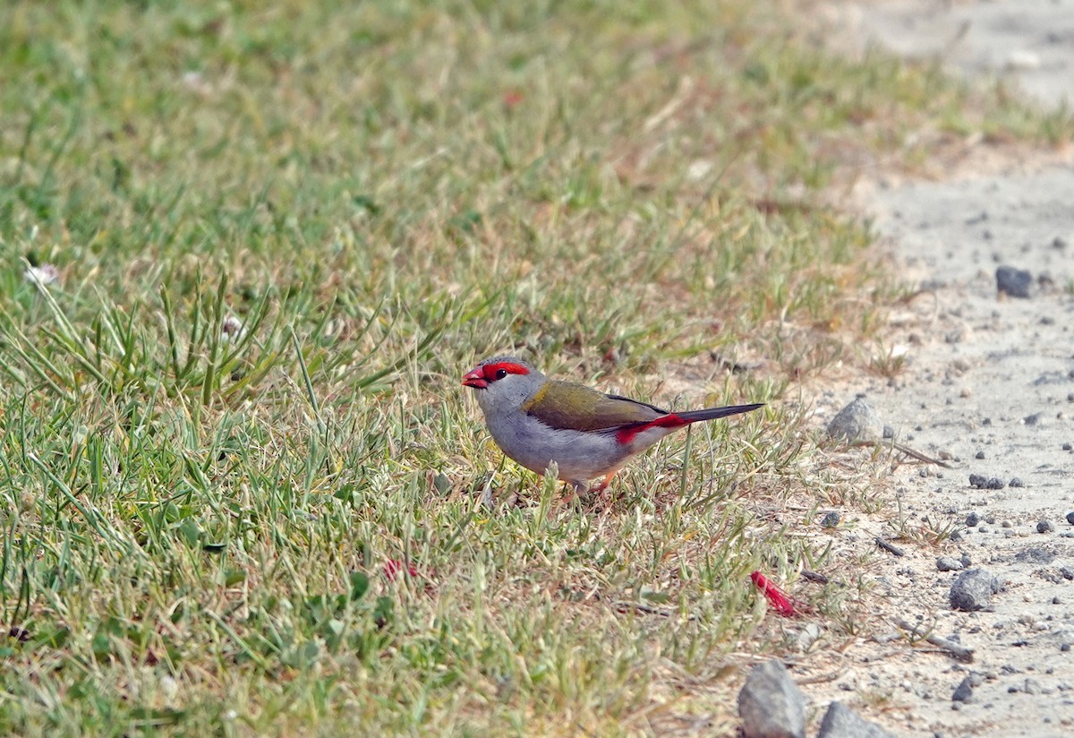 Red-browed Firetail - ML627435010