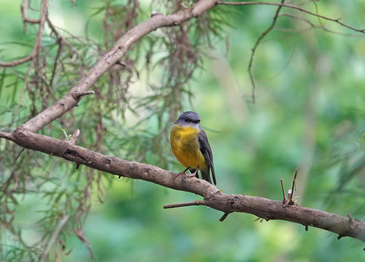 Eastern Yellow Robin - ML627435067