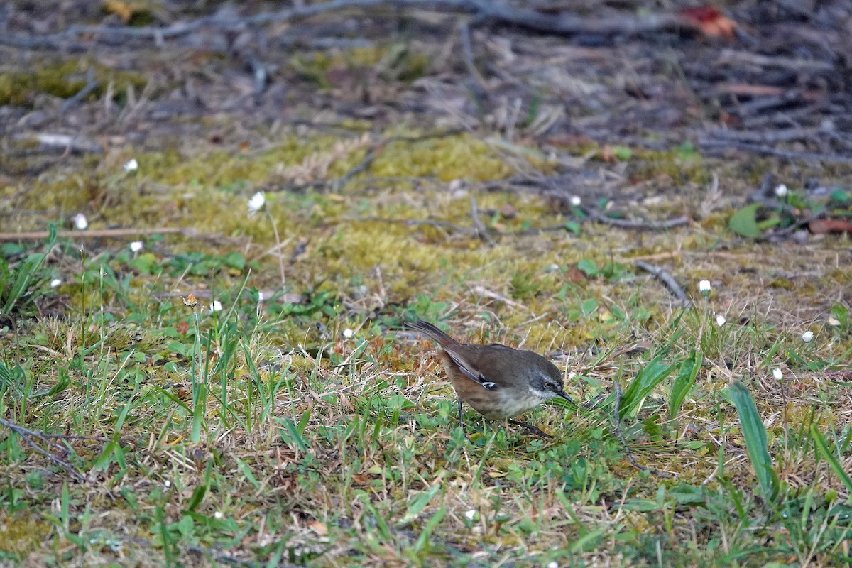 White-browed Scrubwren - ML627435167