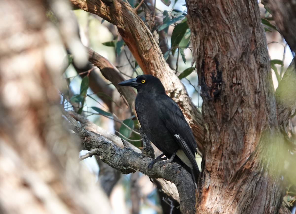 Pied Currawong - ML627435230