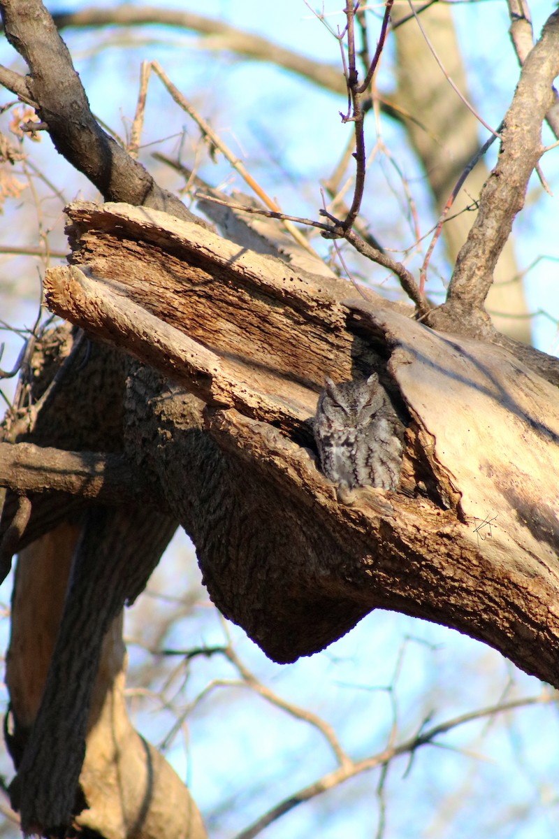 Eastern Screech-Owl - ML627435242