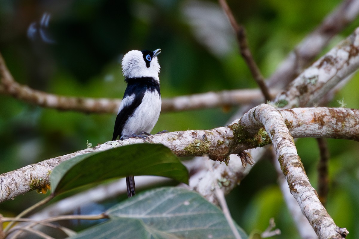 Pied Monarch - ML627435255