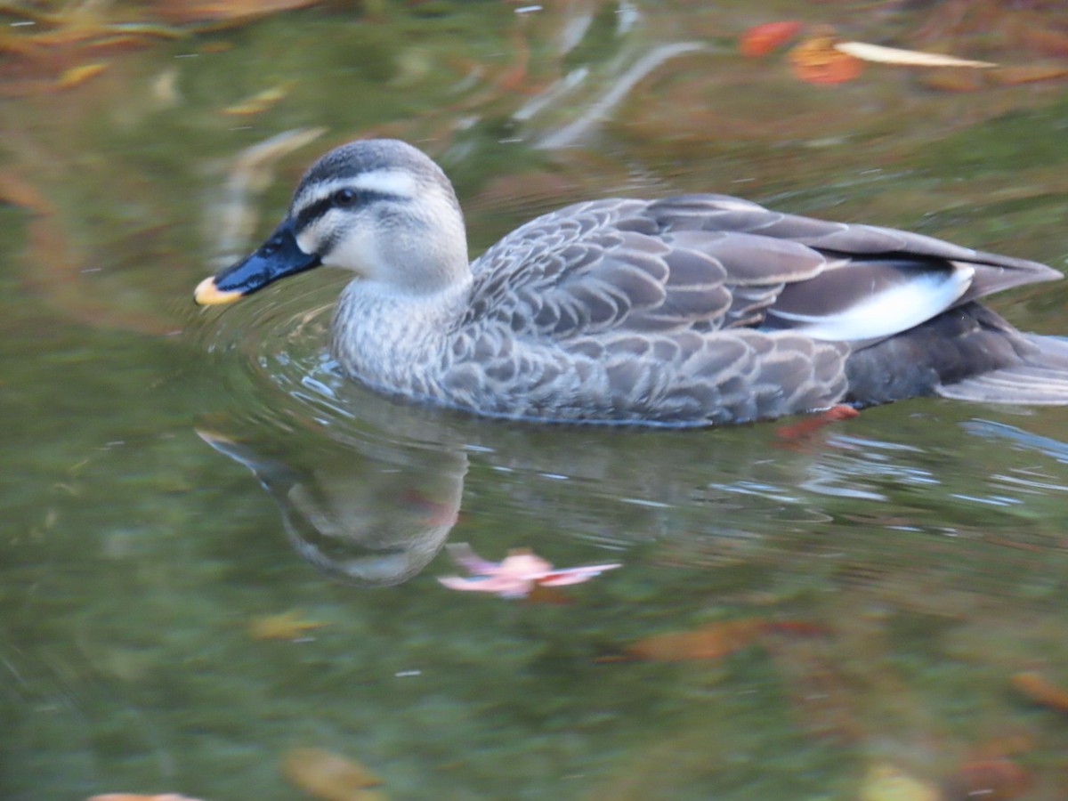 Eastern Spot-billed Duck - ML627435260