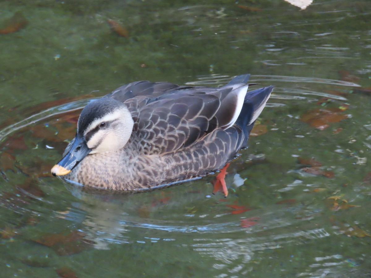 Eastern Spot-billed Duck - ML627435261