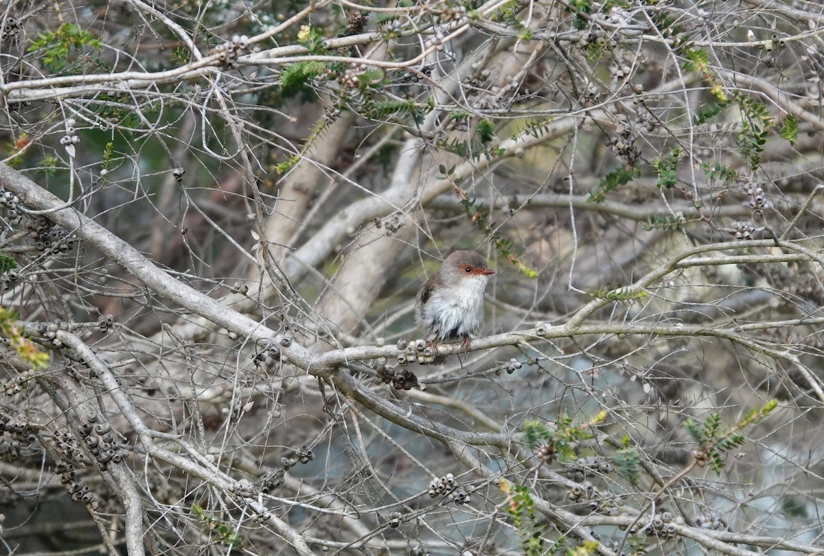 Superb Fairywren - ML627435299