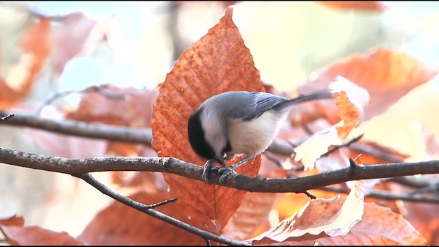 Carolina Chickadee - ML627435312