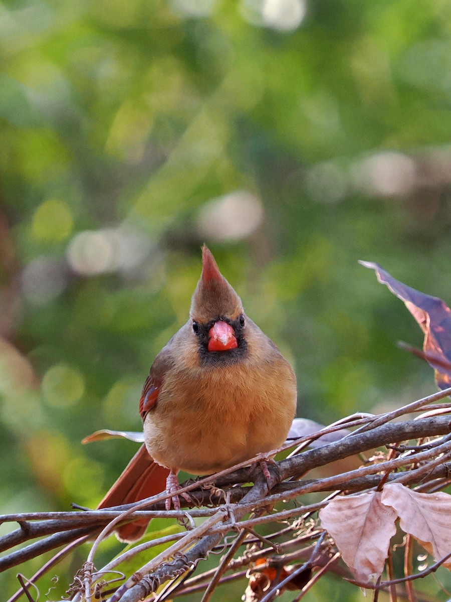 Northern Cardinal - ML627435328