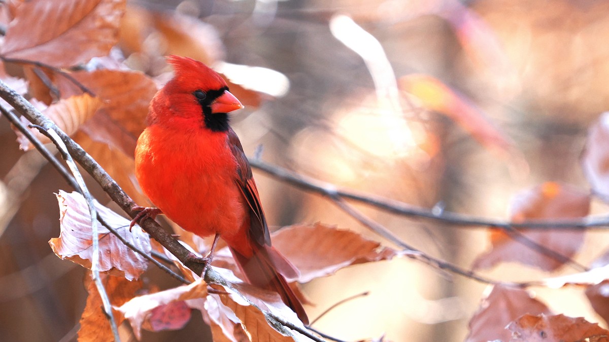 Northern Cardinal - ML627435329