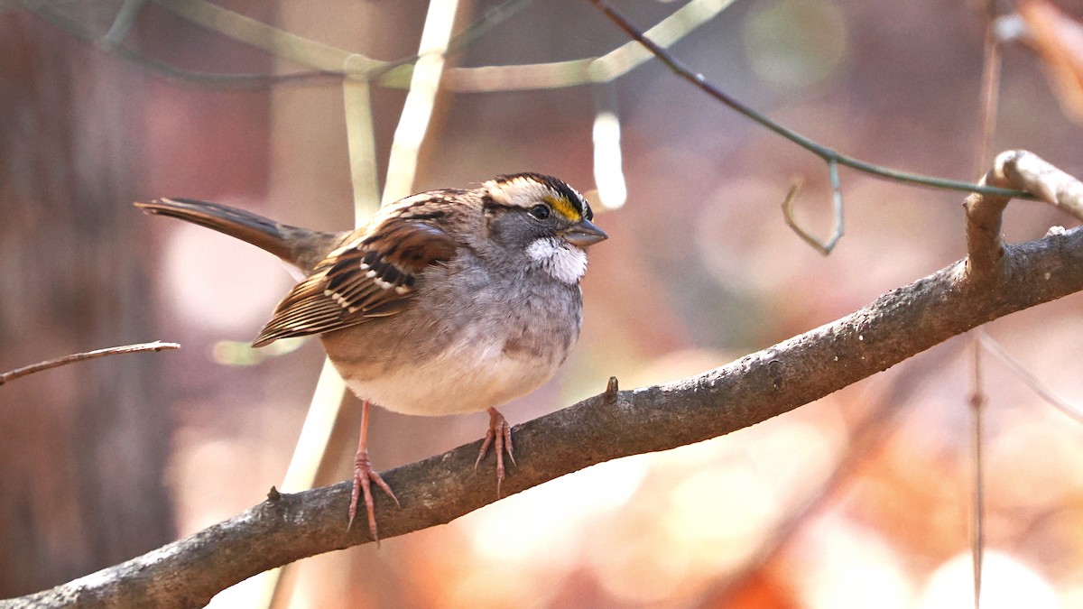 White-throated Sparrow - ML627435337