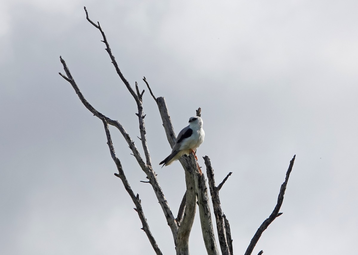 Black-shouldered Kite - ML627435350