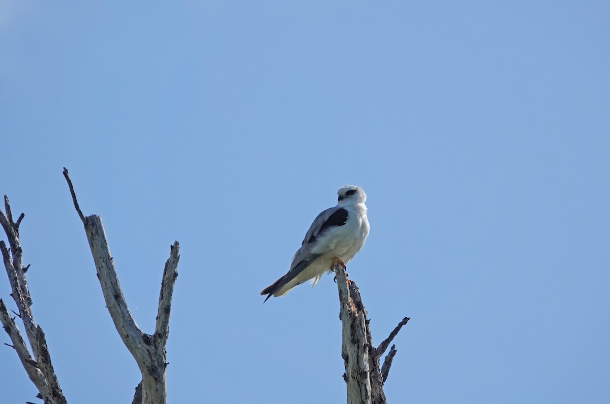 Black-shouldered Kite - ML627435351