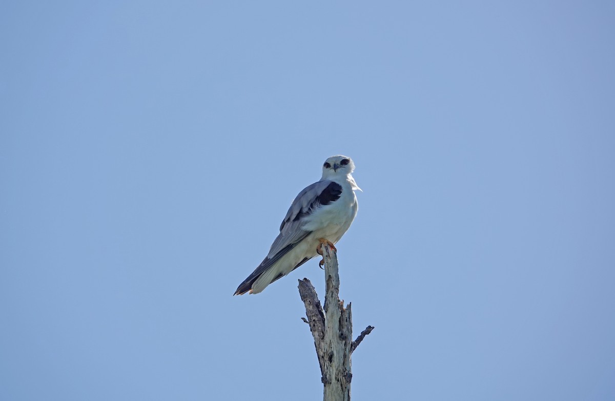 Black-shouldered Kite - ML627435352