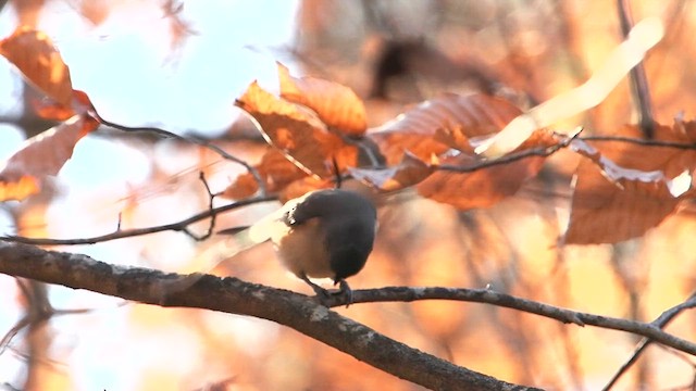 Tufted Titmouse - ML627435378