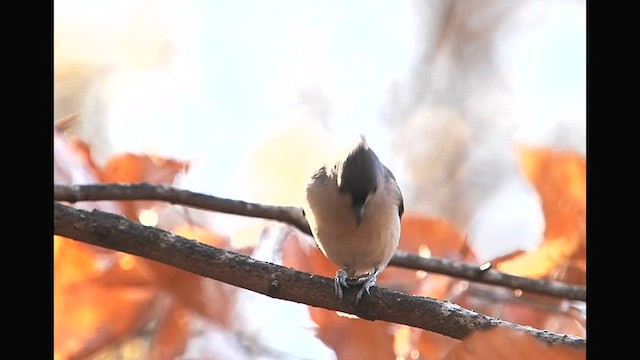 Tufted Titmouse - ML627435379