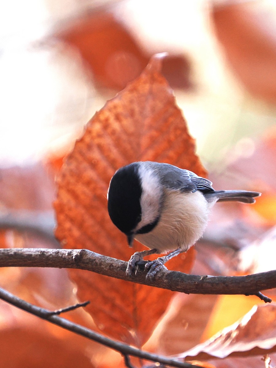 Carolina Chickadee - ML627435421