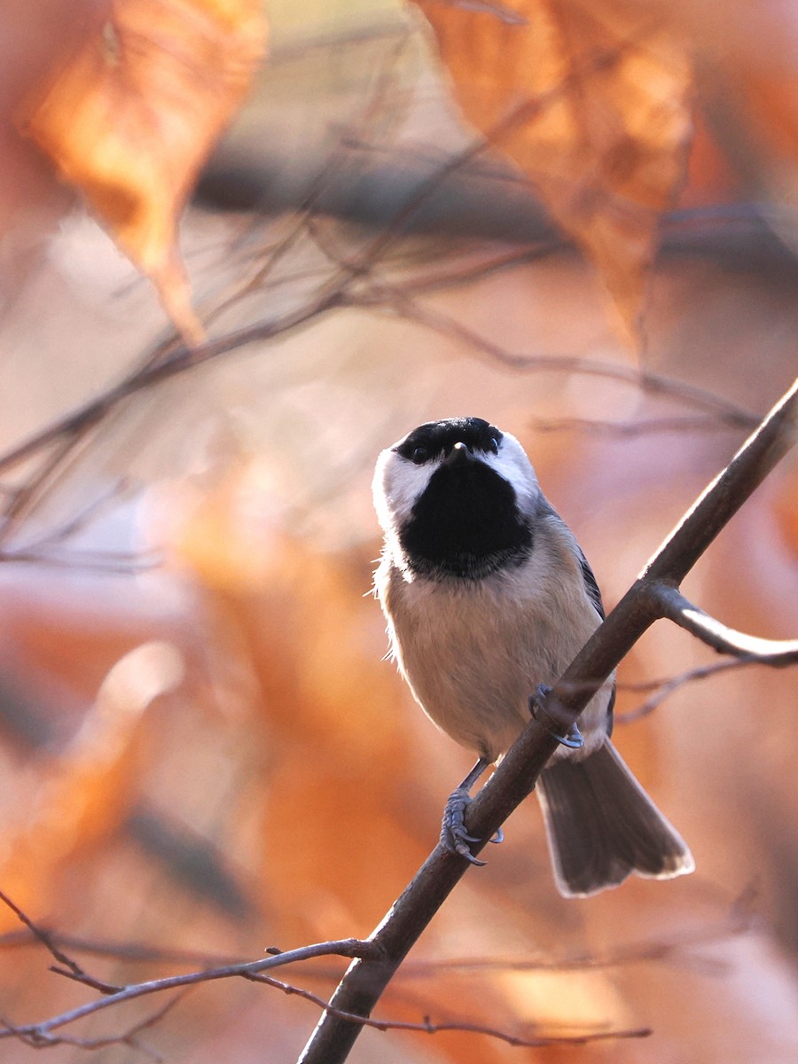 Carolina Chickadee - ML627435422