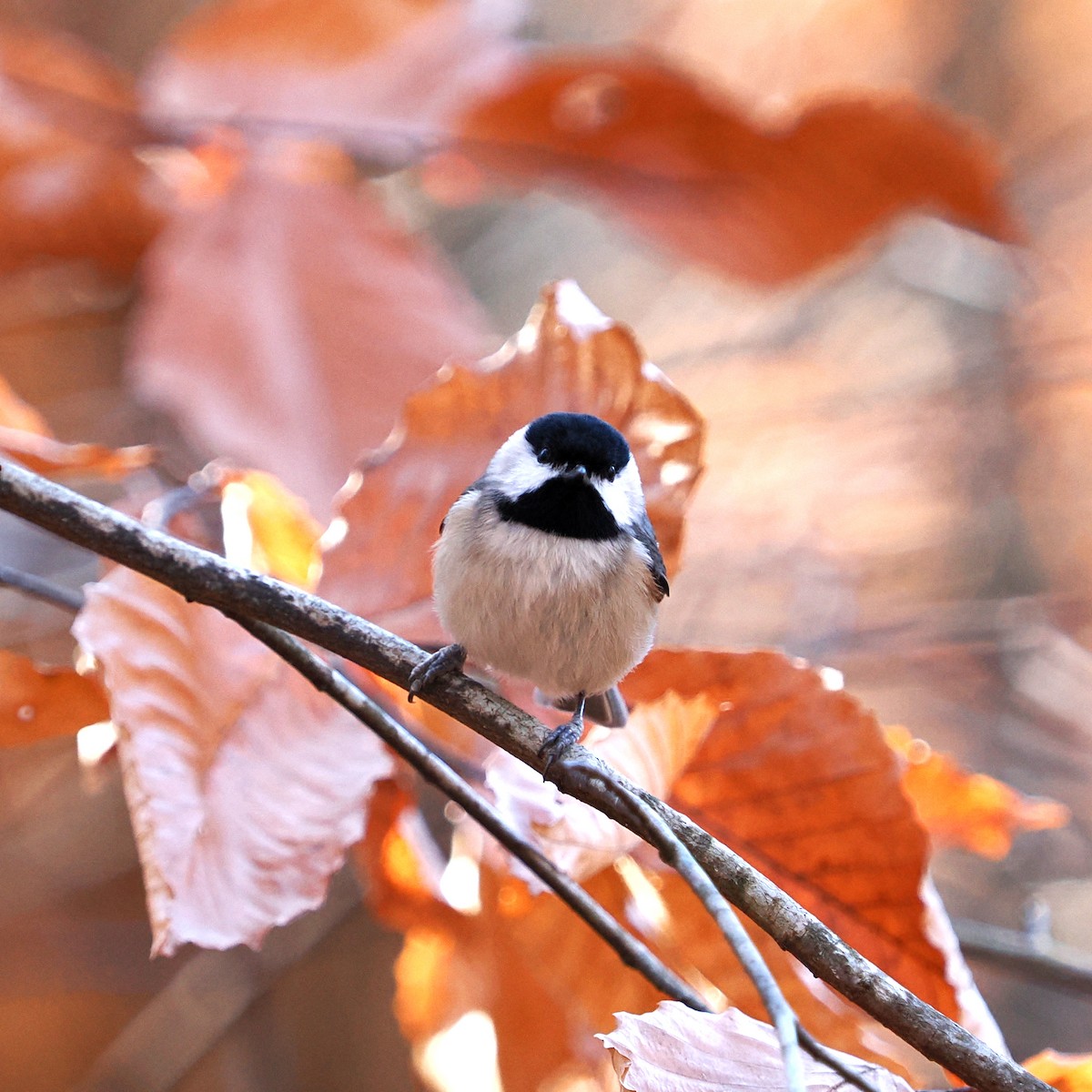 Carolina Chickadee - ML627435423