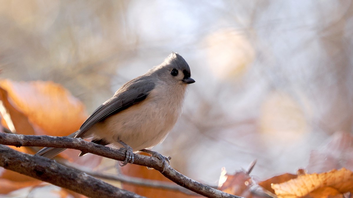 Tufted Titmouse - ML627435440