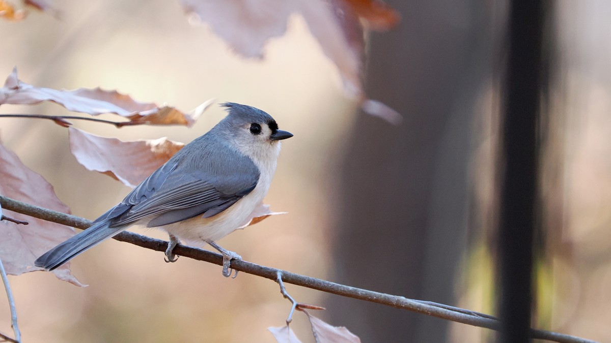 Tufted Titmouse - ML627435441