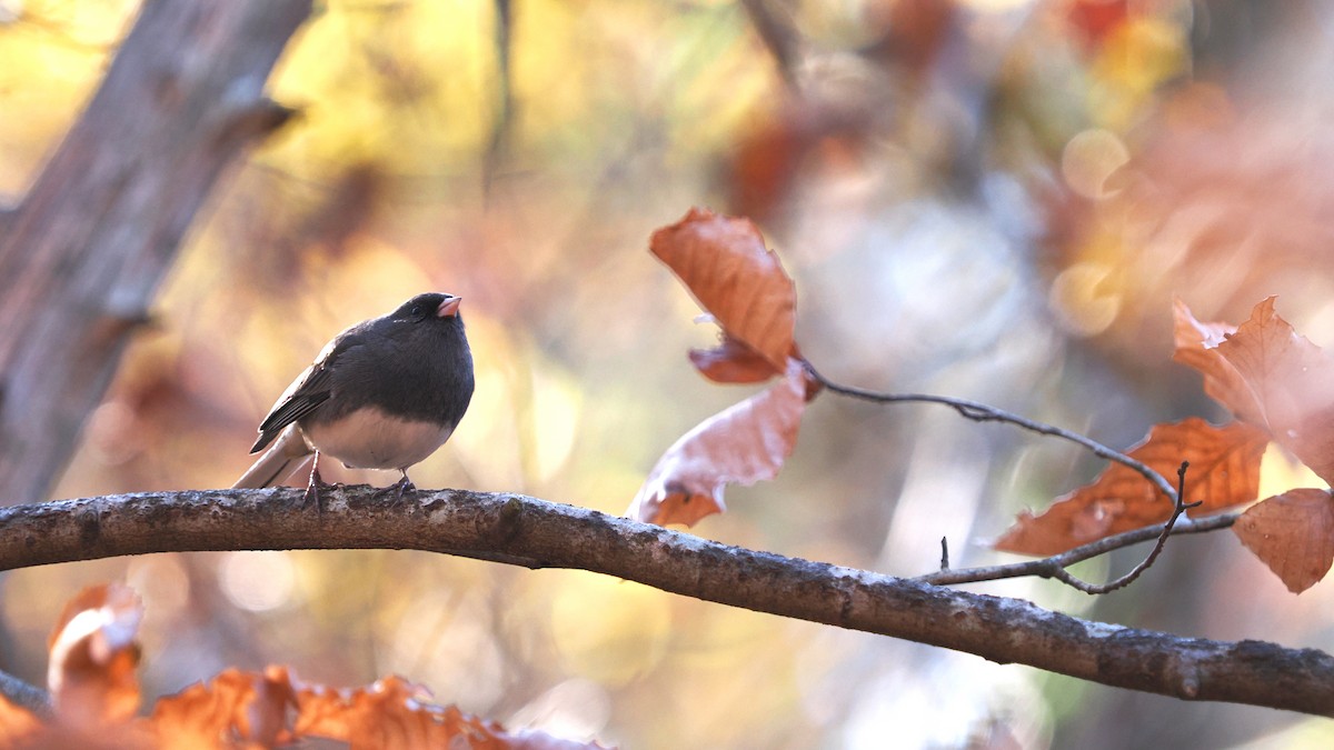 Dark-eyed Junco (Slate-colored) - ML627435452