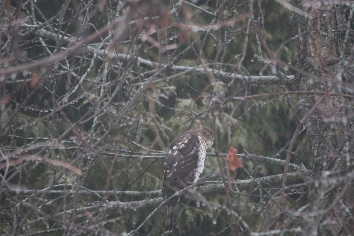 Cooper's Hawk - ML627435999